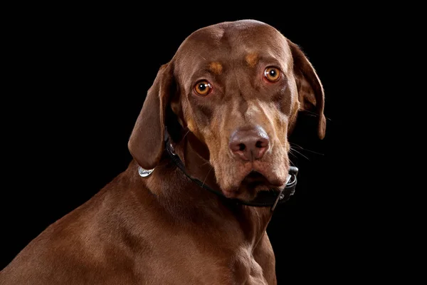 Portrait Chien Sur Une Planche Bois Devant Fond Noir Bouche — Photo