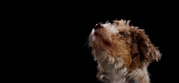 Retrato Perro Sobre Tabla Madera Ante Fondo Negro Con Boca Imagen de stock