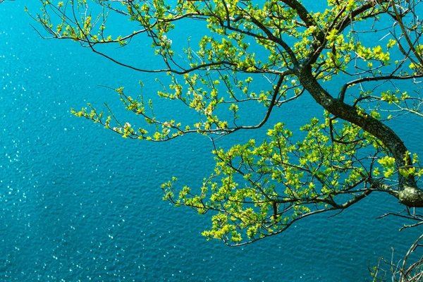 Ramas Árboles Sobre Lago Montaña Azul Claro Suiza Con Copy — Foto de Stock