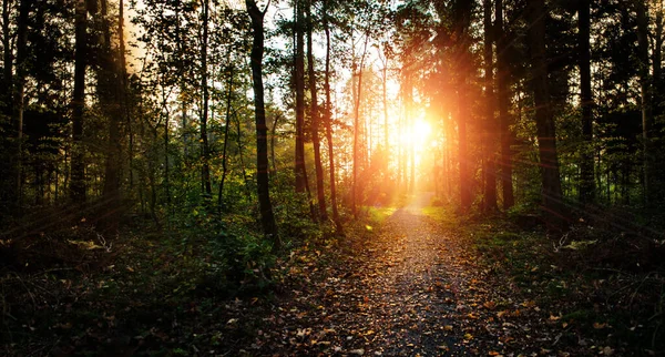 Pôr Sol Forrest Com Estrada Árvores Verdes Com Raios Solares — Fotografia de Stock