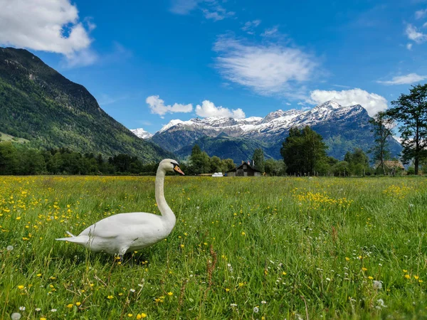 Labuť Trávě Kantonu Uri Švýcarsko Švýcarskými Alpami Pozadí — Stock fotografie