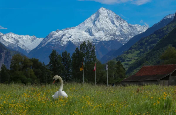 Labuť Trávě Kantonu Uri Švýcarsko Švýcarskými Alpami Pozadí — Stock fotografie