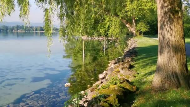 Спокійне Ранкове Відео Парку Озера Швейцарії Cham Villette — стокове відео