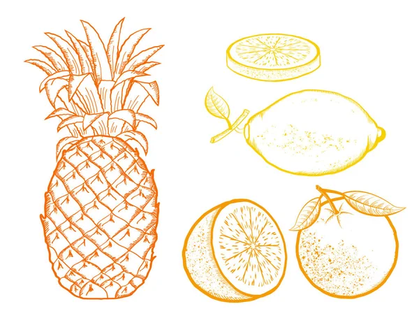 Exotic Fruits Pineapple Oranges Lemon Vector Color Illustration Isolated White — Stock Vector