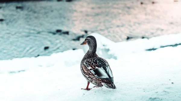 Anka Stående Vid Floden — Stockfoto