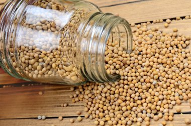 masada hardal tohumu