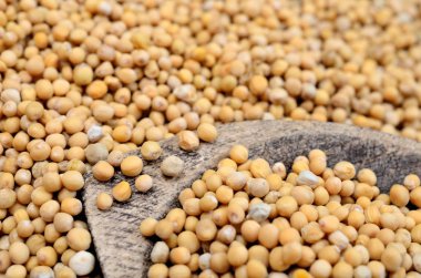 masada hardal tohumu