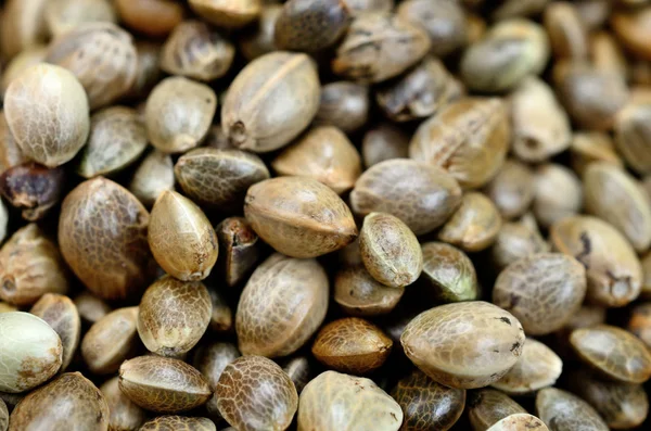 Group of hemp seed Royalty Free Stock Photos