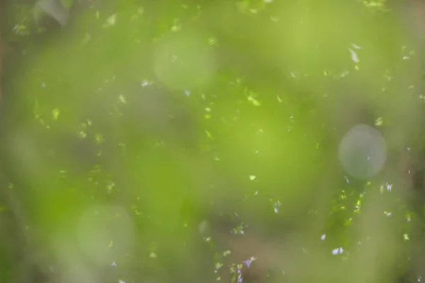 Bokeh arkaplanı, efektin tam renginde yeşil yapraklı doğa dairesi, uzay sanatıyla renklendirilmiş desen.