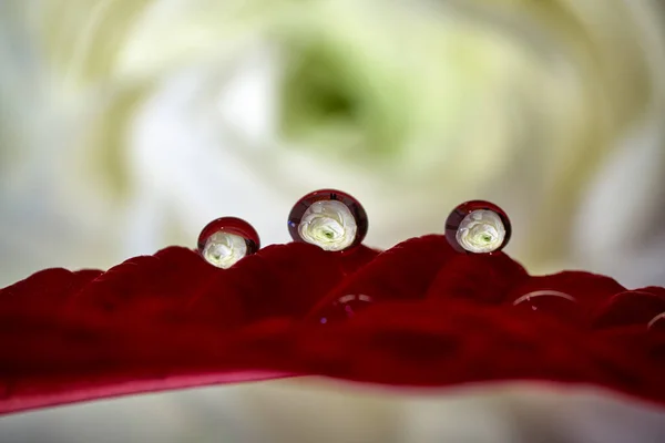 Shoot session at home. Water drops under flowers