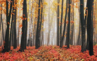 sonbahar sisli orman