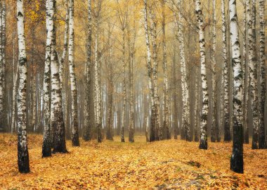 sonbahar sisli orman