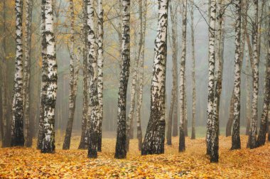 sonbahar sisli orman