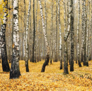 sonbahar sisli orman