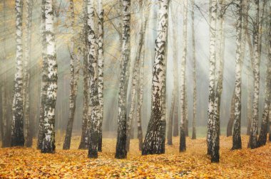 Ormandaki güneş ışınları