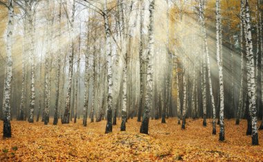Ormandaki güneş ışınları