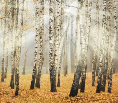 Ormandaki güneş ışınları