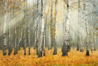 Ormandaki güneş ışınları