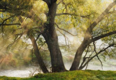 Ormandaki güneş ışınları