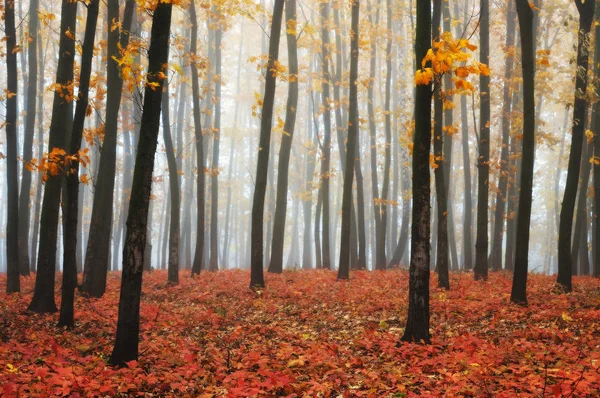 Höstens dimmig skog — Stockfoto