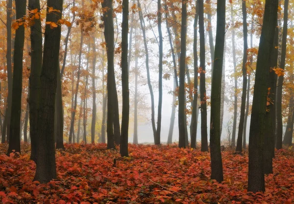 Autunno foresta nebbiosa — Foto Stock
