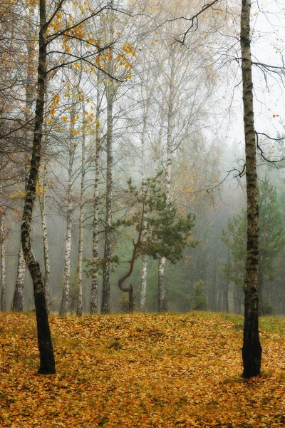 Floresta nebulosa de outono — Fotografia de Stock