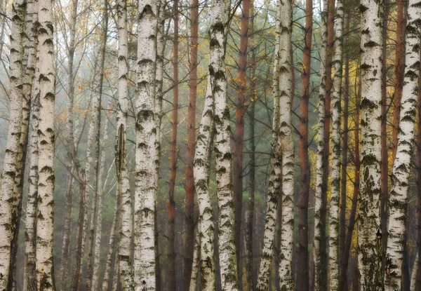 Autumn foggy forest — Stock Photo, Image