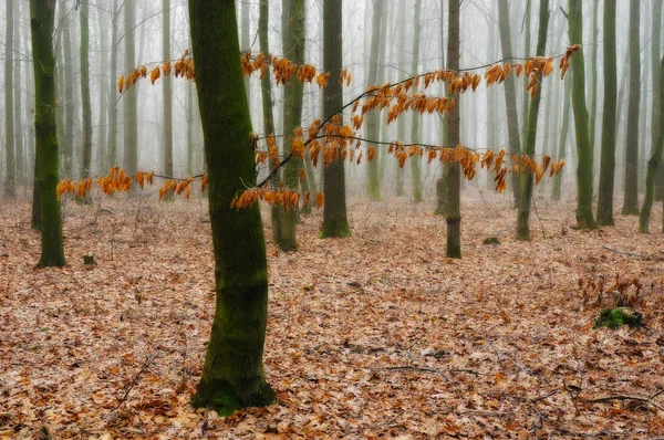 Autumn foggy forest — Stock Photo, Image