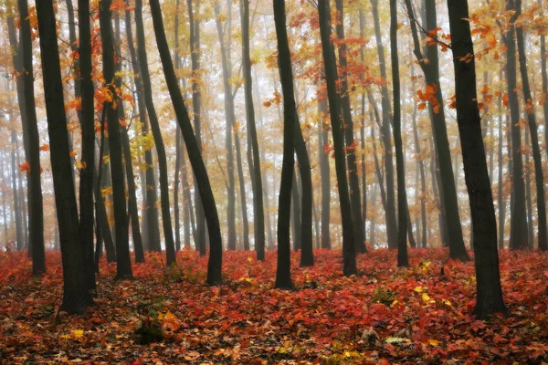 Höstens dimmig skog — Stockfoto