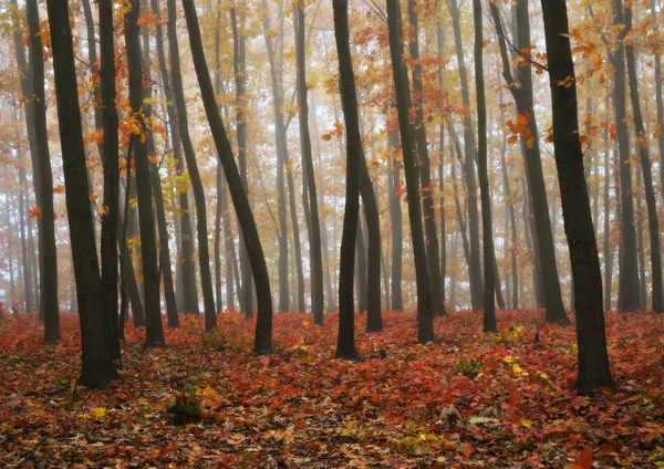 秋の霧の森 — ストック写真