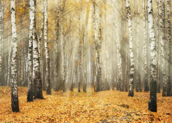 숲 속의 태양 광선 — 스톡 사진