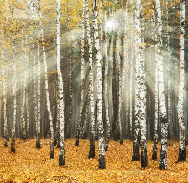 Los rayos del sol en el bosque — Foto de Stock