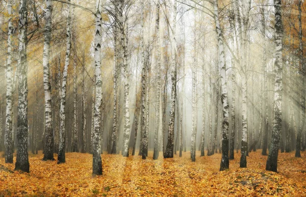 Los rayos del sol en el bosque — Foto de Stock