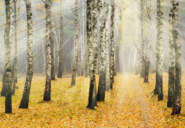 De zonnestralen in het bos — Stockfoto