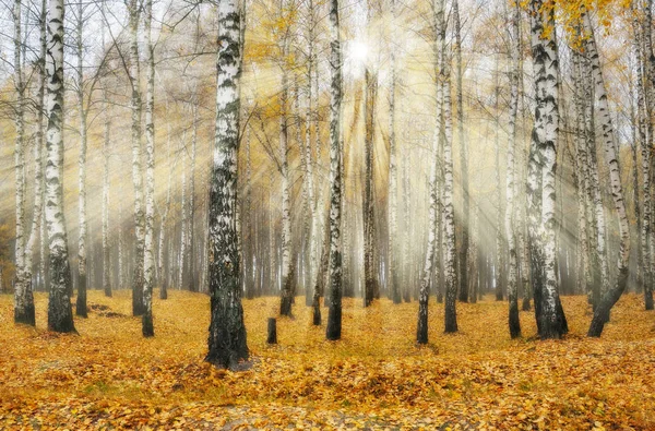 Ormandaki güneş ışınları