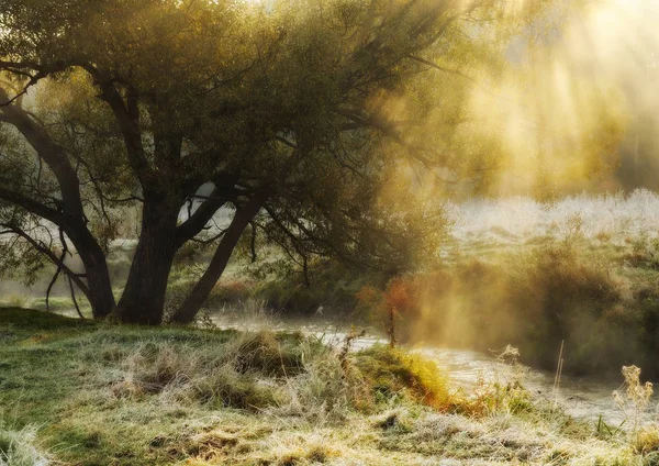 Los rayos del sol en el bosque — Foto de Stock