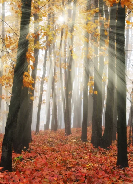 Die Sonnenstrahlen im Wald — Stockfoto