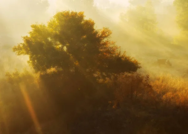 森の中の太陽の光 — ストック写真