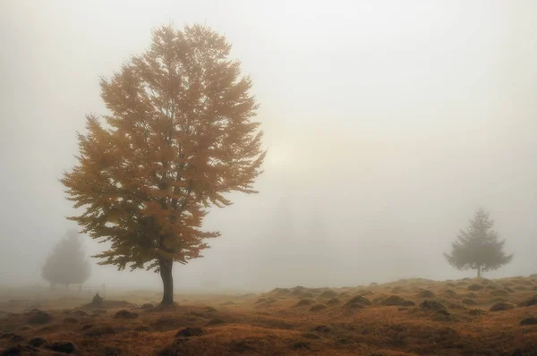 Nebliger Herbstmorgen — Stockfoto