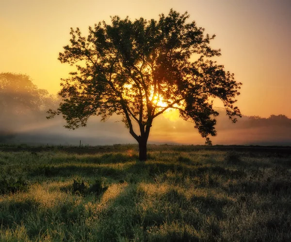 Árbol solitario al amanecer — Foto de Stock