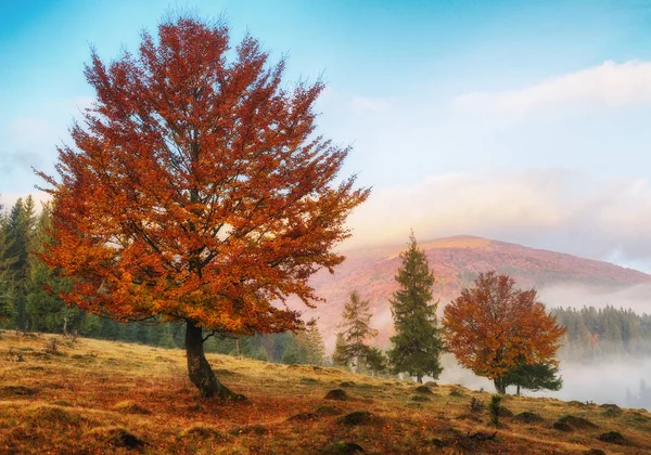Beautiful autumn morning — Stock Photo, Image