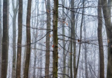Sonbahar ormanında sabah