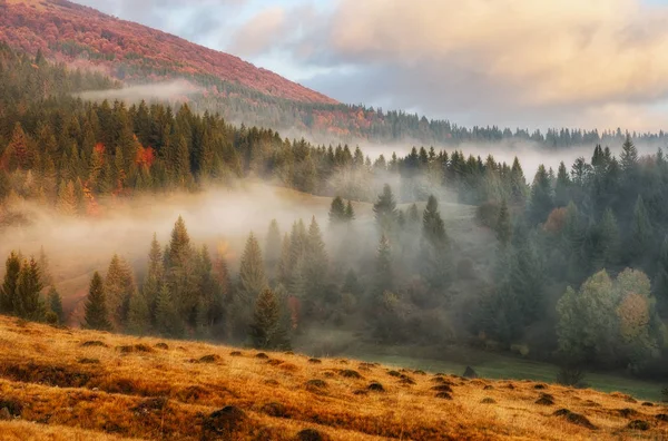 Autumn misty morning — Stock Photo, Image