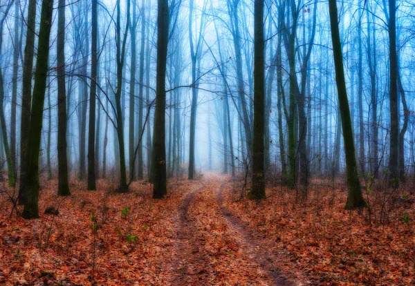 Morning in the autumn forest — Stock Photo, Image