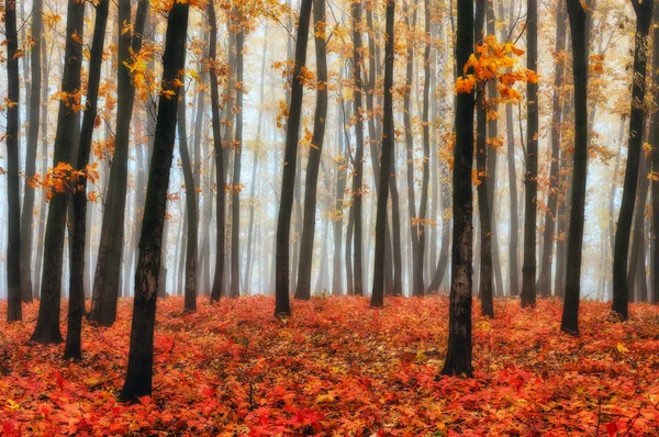 Morning in the autumn forest — Stock Photo, Image