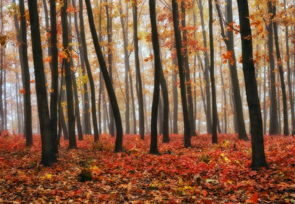 Morning in the autumn forest — Stock Photo, Image