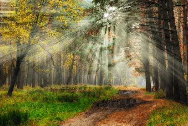 Foggy morning in the forest — Stock Photo, Image