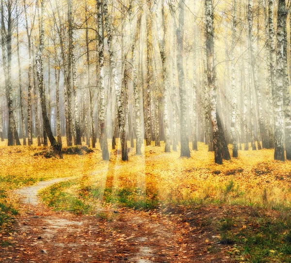 Туманное утро в лесу — стоковое фото