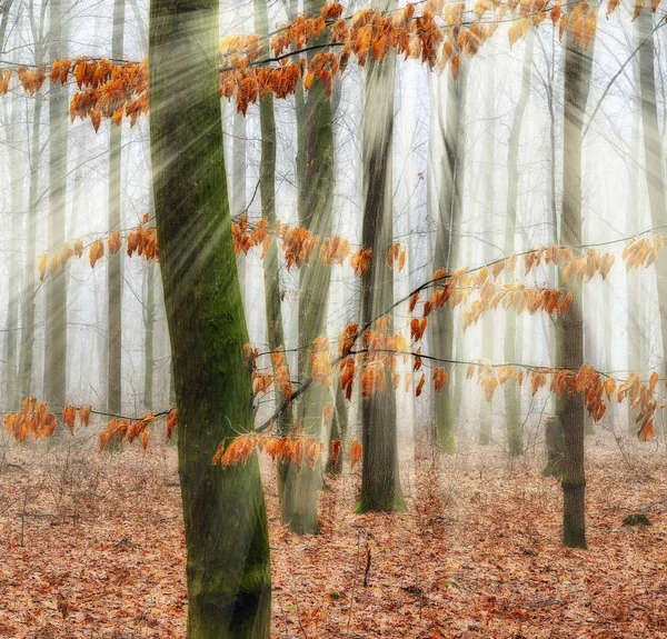 Foggy morning in the forest — Stock Photo, Image