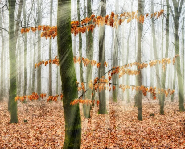 Mañana brumosa en el bosque — Foto de Stock
